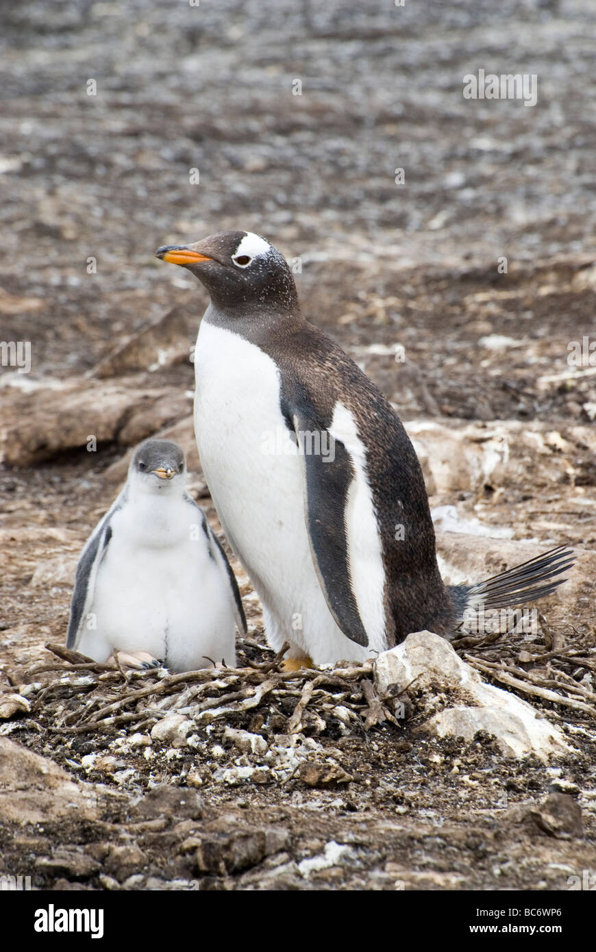 Gentoo pingouin, Pygoscelis papua - adulte assis sur un nid avec son poussin Banque D'Images
