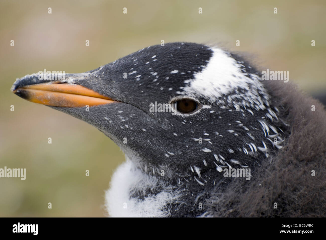 Gentoo pingouin, Pygoscelis papua - chick perdre ses plumes moelleuses sur son siège pour son plummage adultes Banque D'Images