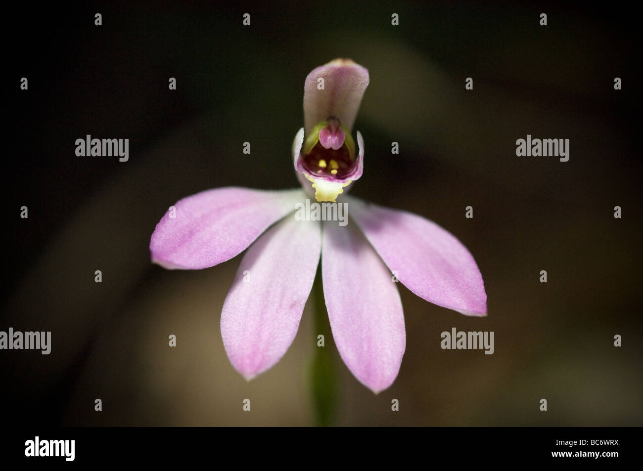 Les doigts de rose Orchidée Caladenia carnea, Grampians, Victoria, Australie. Banque D'Images