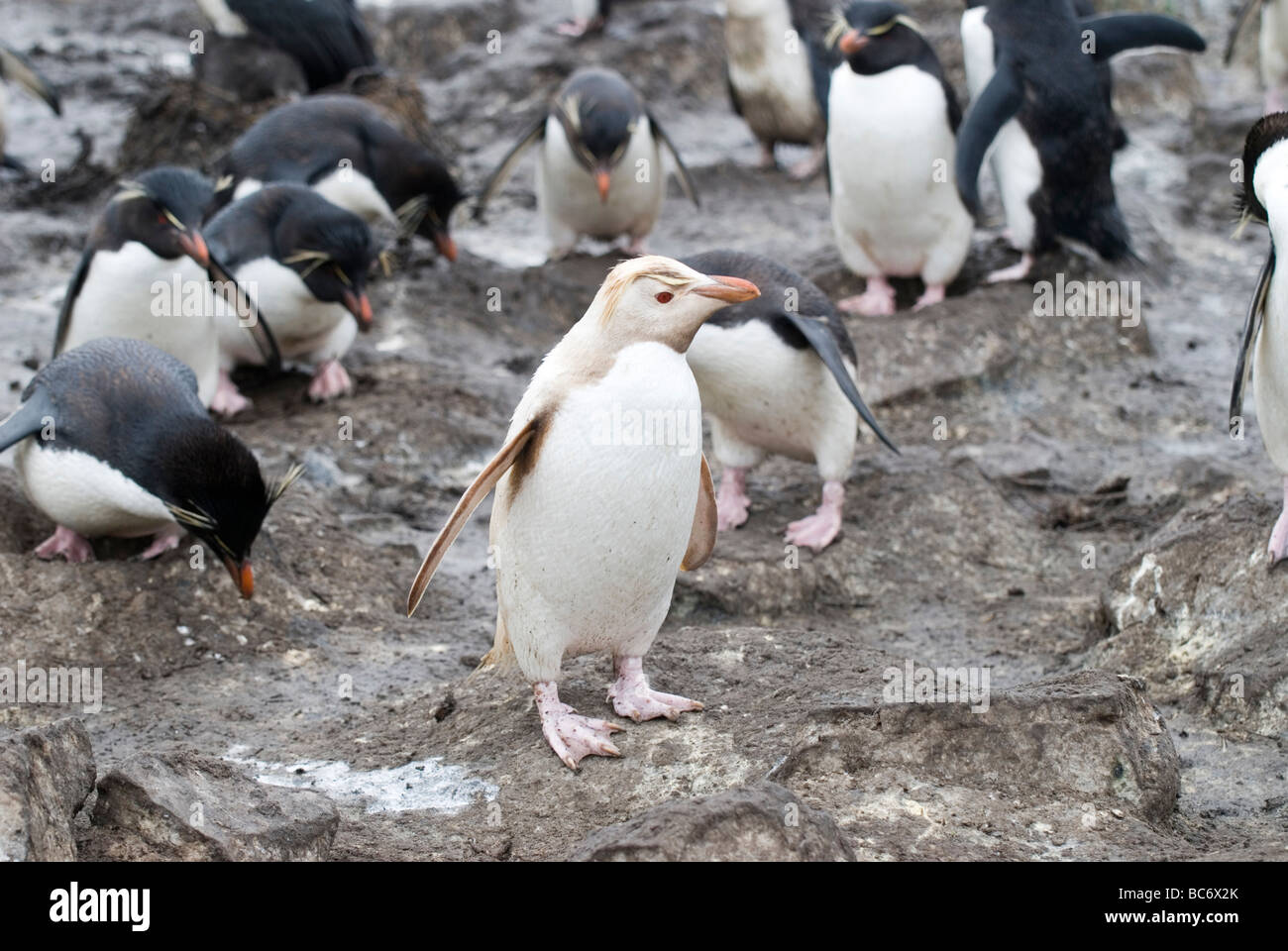 Le Sud de l'albinos, Eudyptes chrysocome Rockhopper Penguin, dans une colonie de pingouins normal Banque D'Images