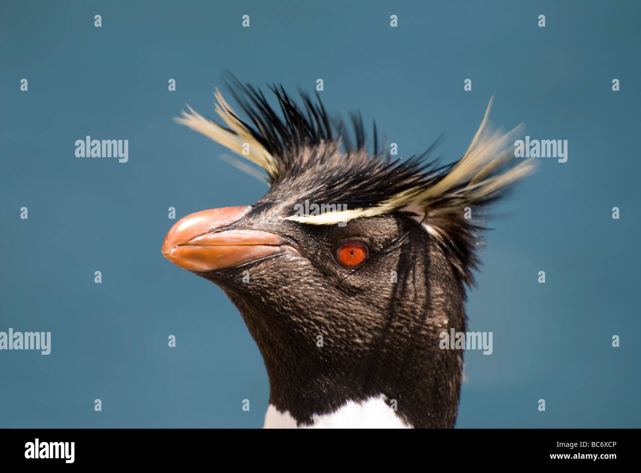 Chef d'un sud de Rockhopper Penguin, Eudyptes chrysocome Banque D'Images