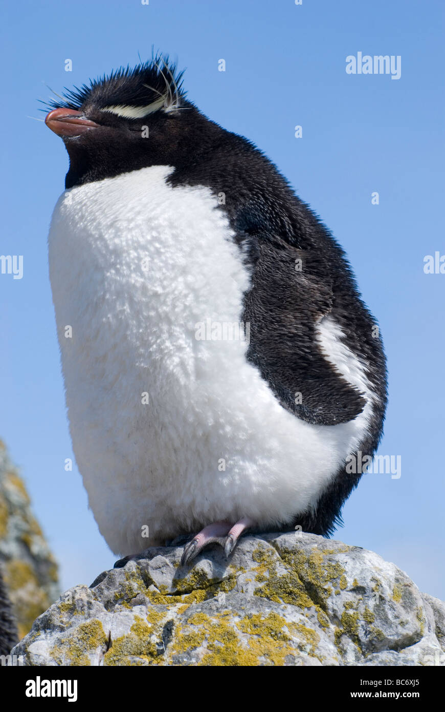 Le Sud Rockhopper Penguin, Eudyptes chrysocome Banque D'Images