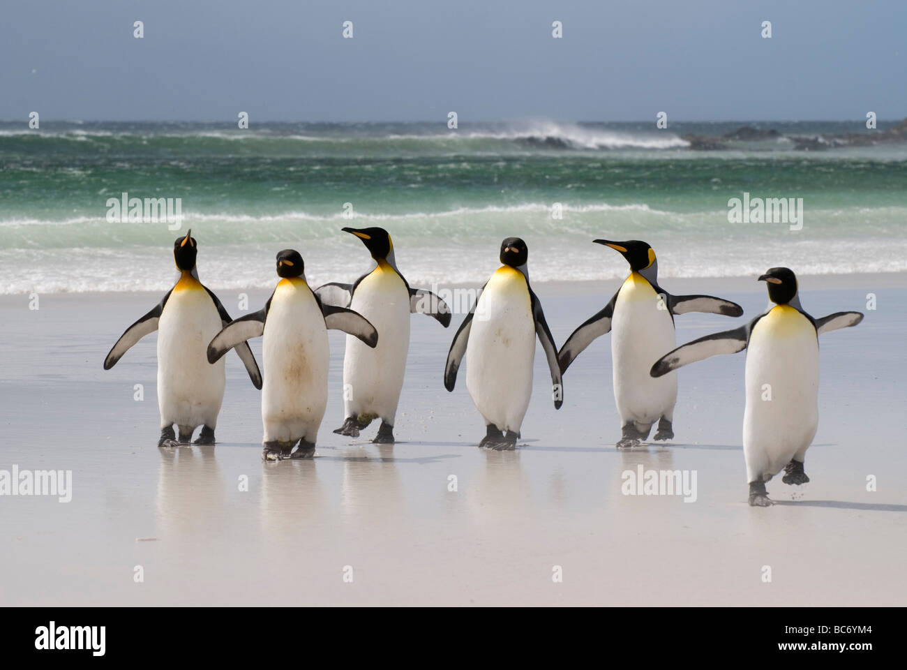 Un groupe de manchots royaux, Aptenodytes patagonicus, marcher sur la plage, de la mer, Banque D'Images