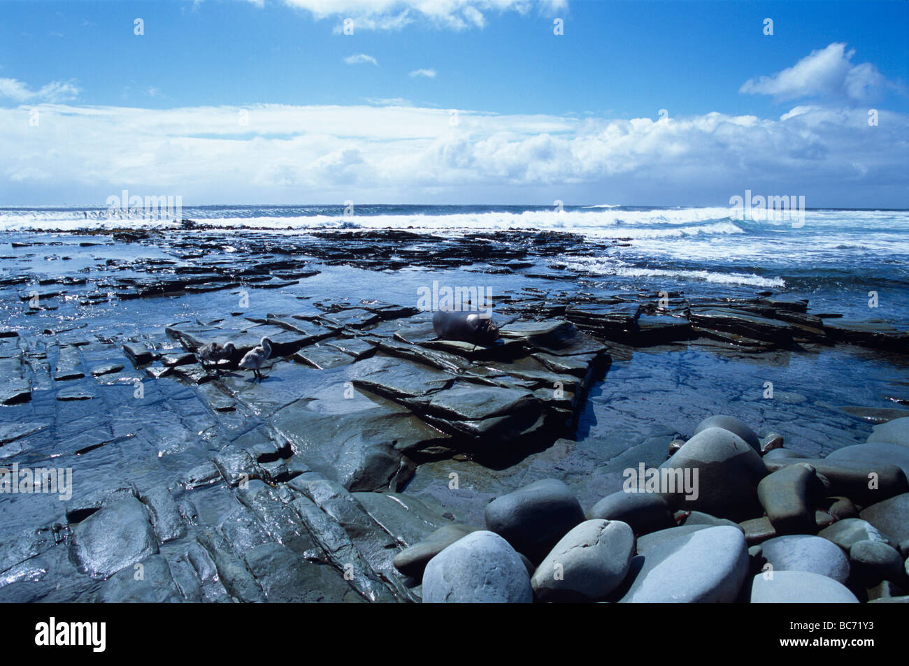 Plage de rochers, Îles Falkland Banque D'Images
