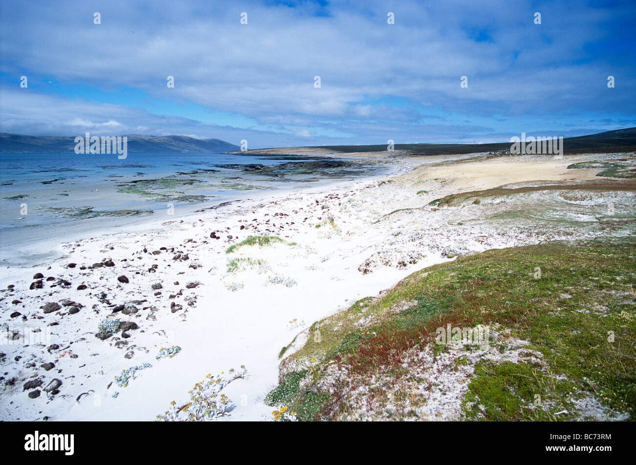 Plage de sable sur l'Île Saunders, Îles Falkland Banque D'Images