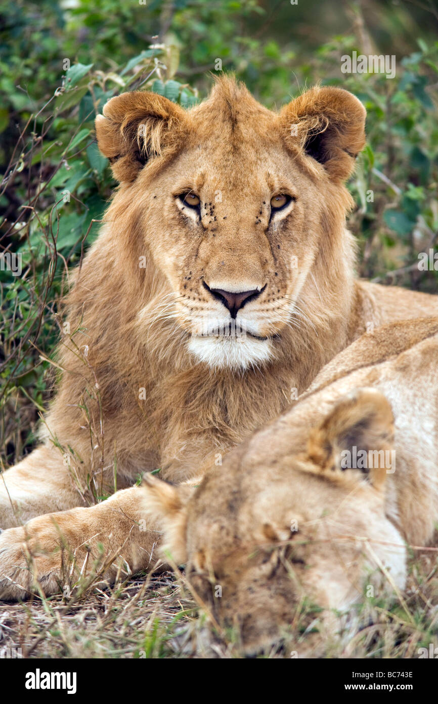 Homme Lion - Masai Mara National Reserve, Kenya Banque D'Images