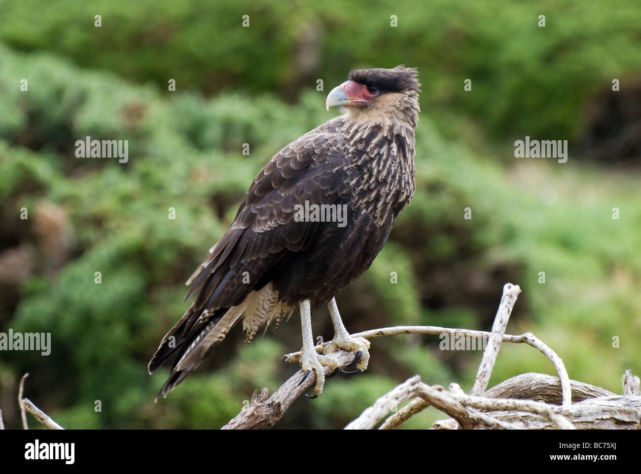 Caracara huppé Caracara plancus, Banque D'Images