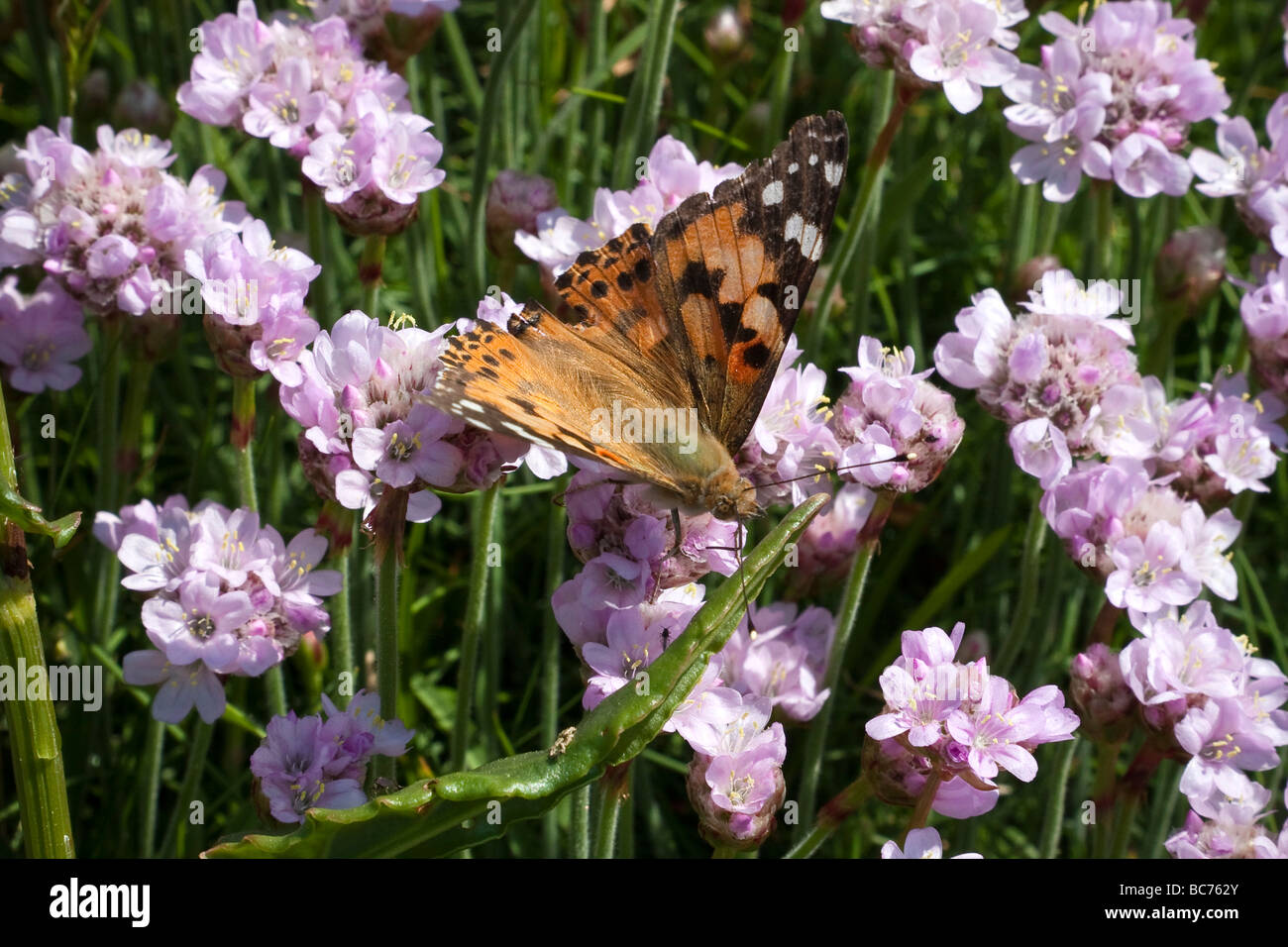 L'invasion de papillons belle dame Banque D'Images