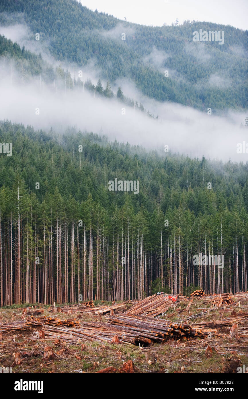 La déforestation dans le parc provincial de la Carmanah Walbran l'île de Vancouver, British Columbia Canada Banque D'Images