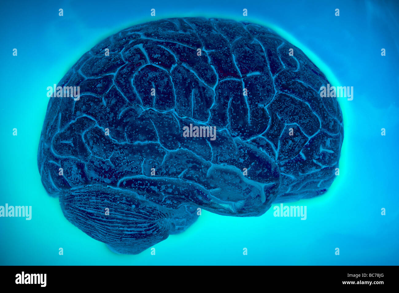 Modèle cerveau bleu Banque D'Images