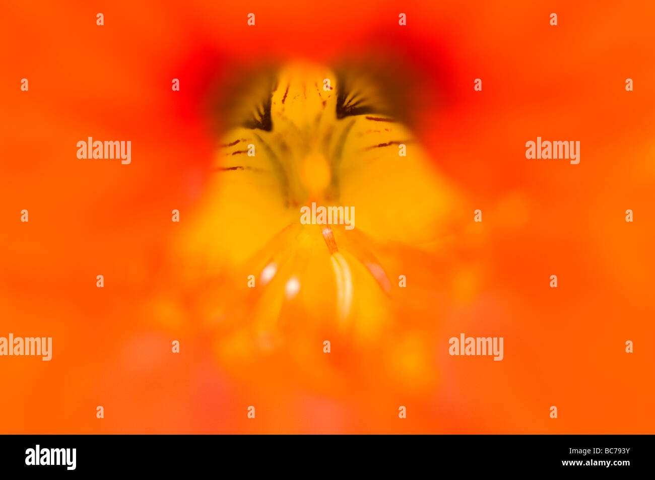 Close up of Nasturtium Tropaeolum Banque D'Images