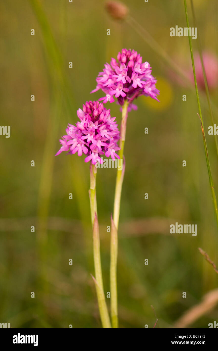 Anacamptis pyramidalis orchidée pyramidale Banque D'Images