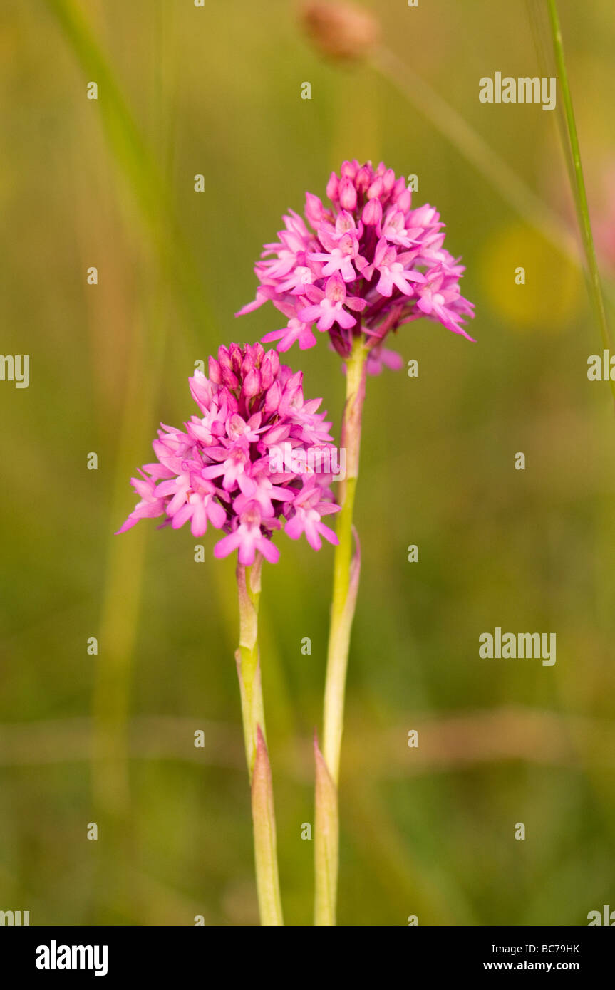 Anacamptis pyramidalis orchidée pyramidale Banque D'Images