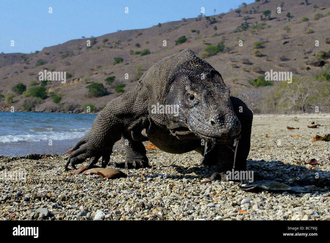 Dragon de Komodo, Varanus komodoensis, marche sur la plage. Il est également connu comme l'île de Komodo Monitor Banque D'Images