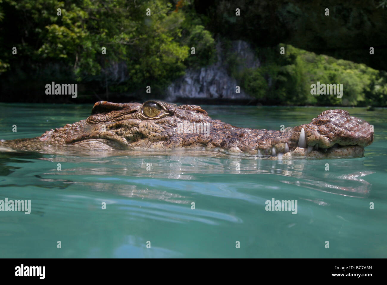 Saltwater Crocodile en captivité Crocodylus porosus, Banque D'Images