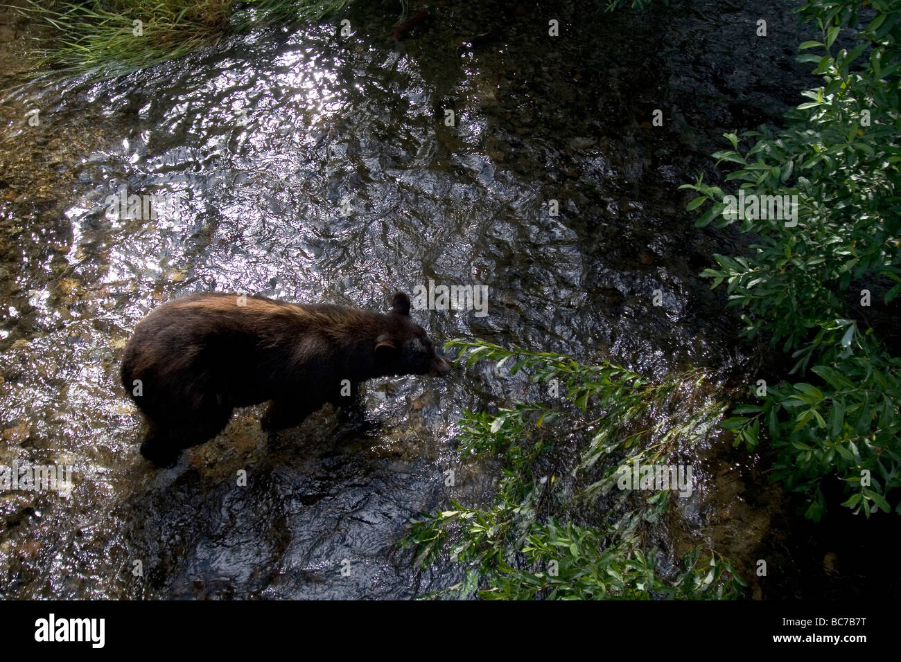 Ours brun, Ursus arctos horribilis, chasse du saumon dans un ruisseau Banque D'Images