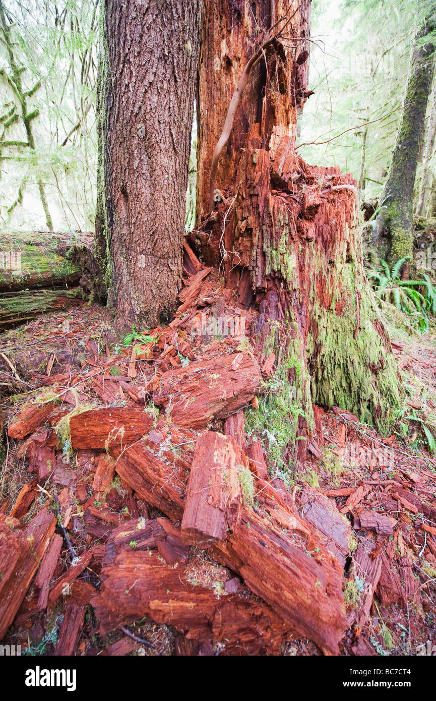 La forêt ancienne dans le parc provincial de la Carmanah Walbran l'île de Vancouver British Columbia Canada Banque D'Images