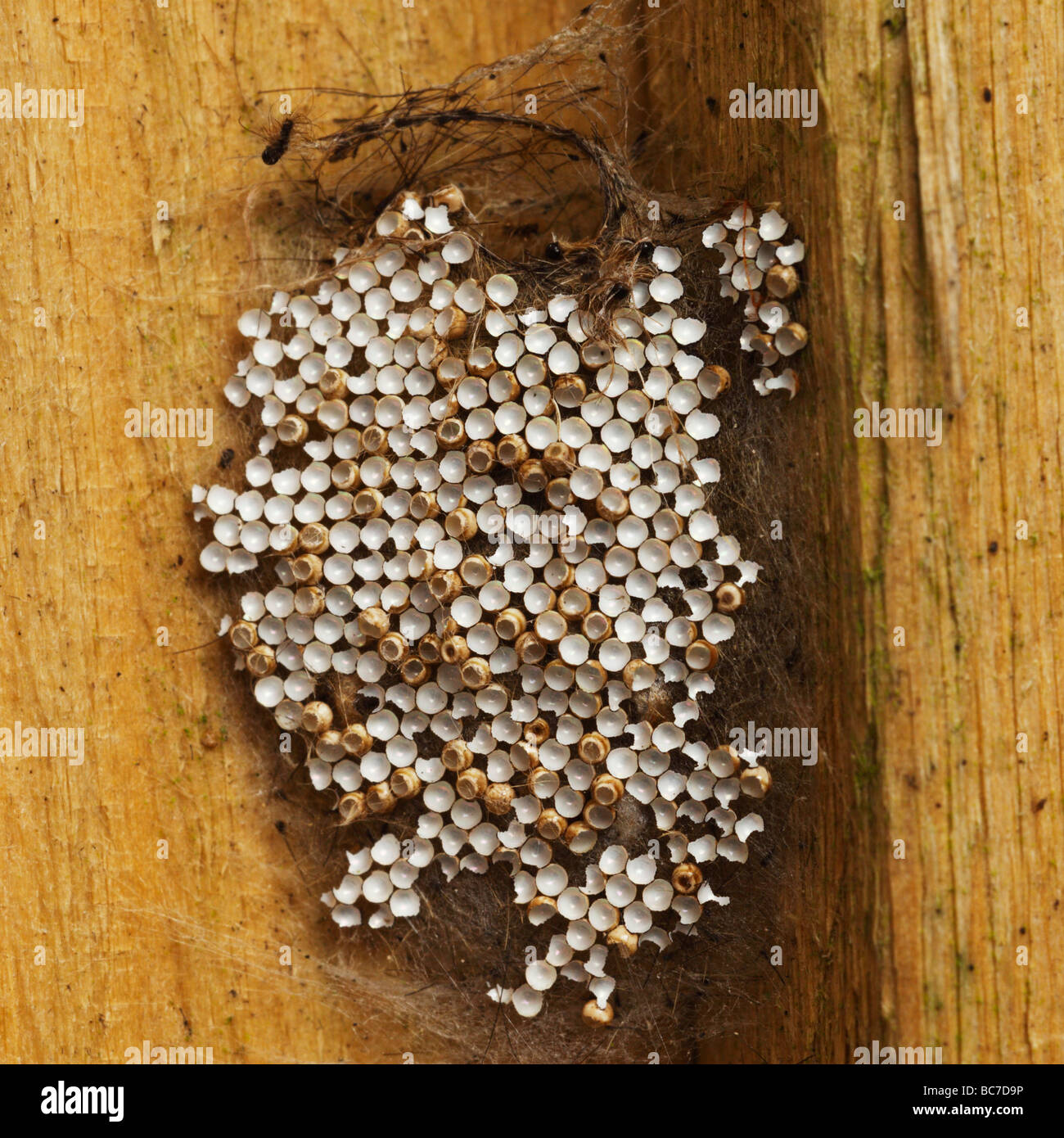 Chenille éclos et oeufs Banque de photographies et d’images à haute résolution Alamy