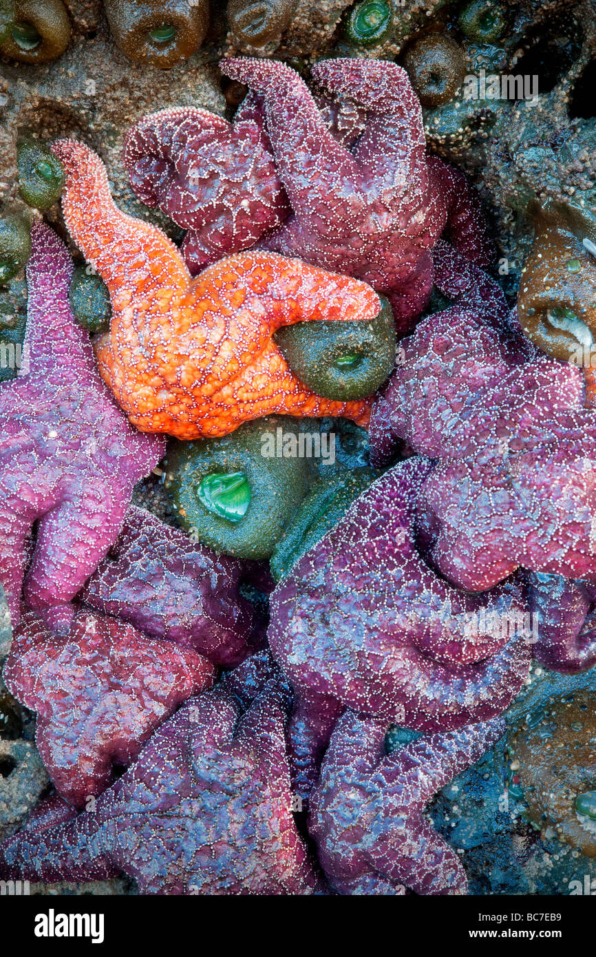 Étoiles de mer et des anémones de mer à marée basse Bandon beach Oregon Banque D'Images