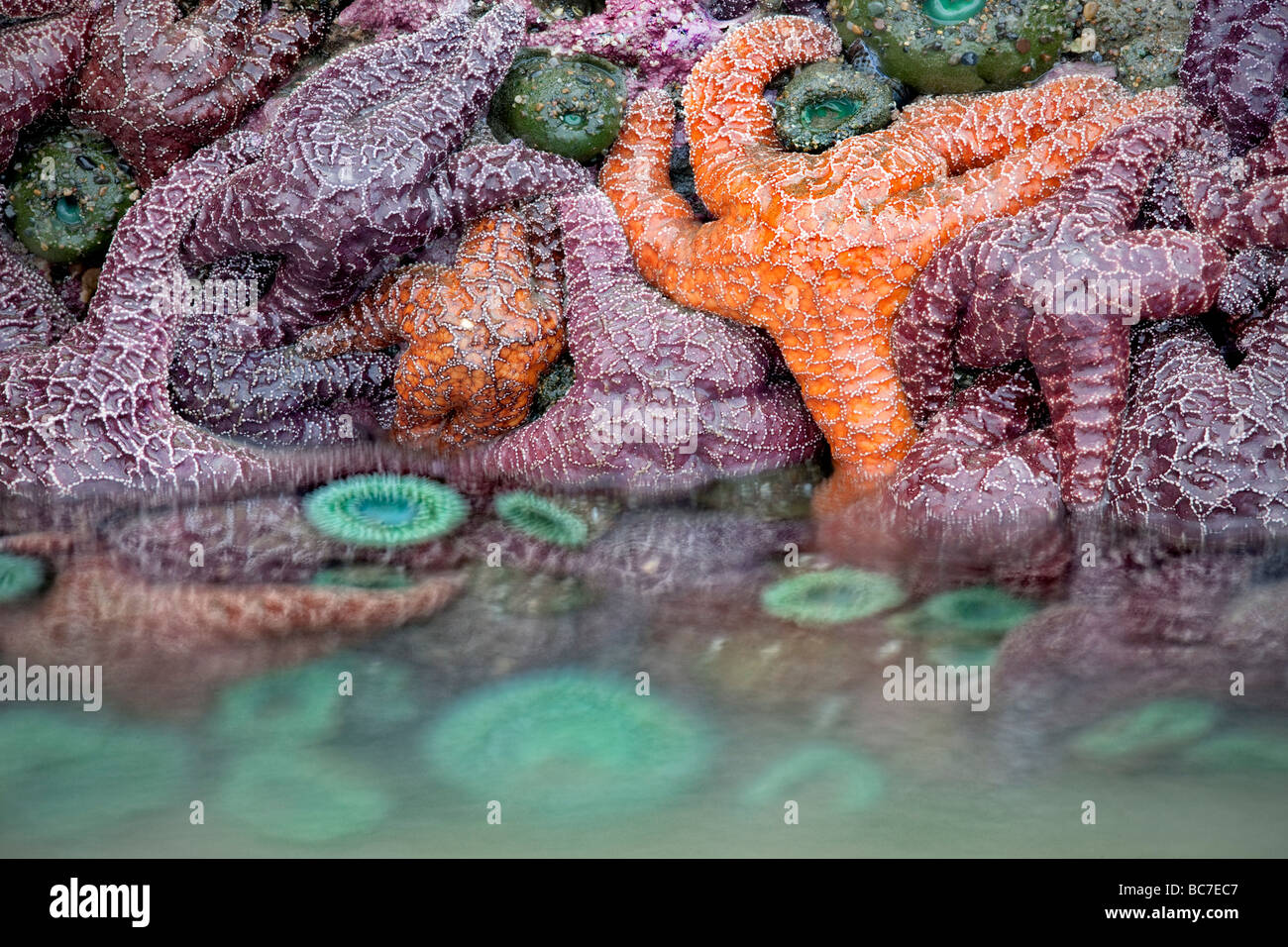 Étoiles de mer et des anémones de mer à marée basse Bandon beach Oregon Banque D'Images
