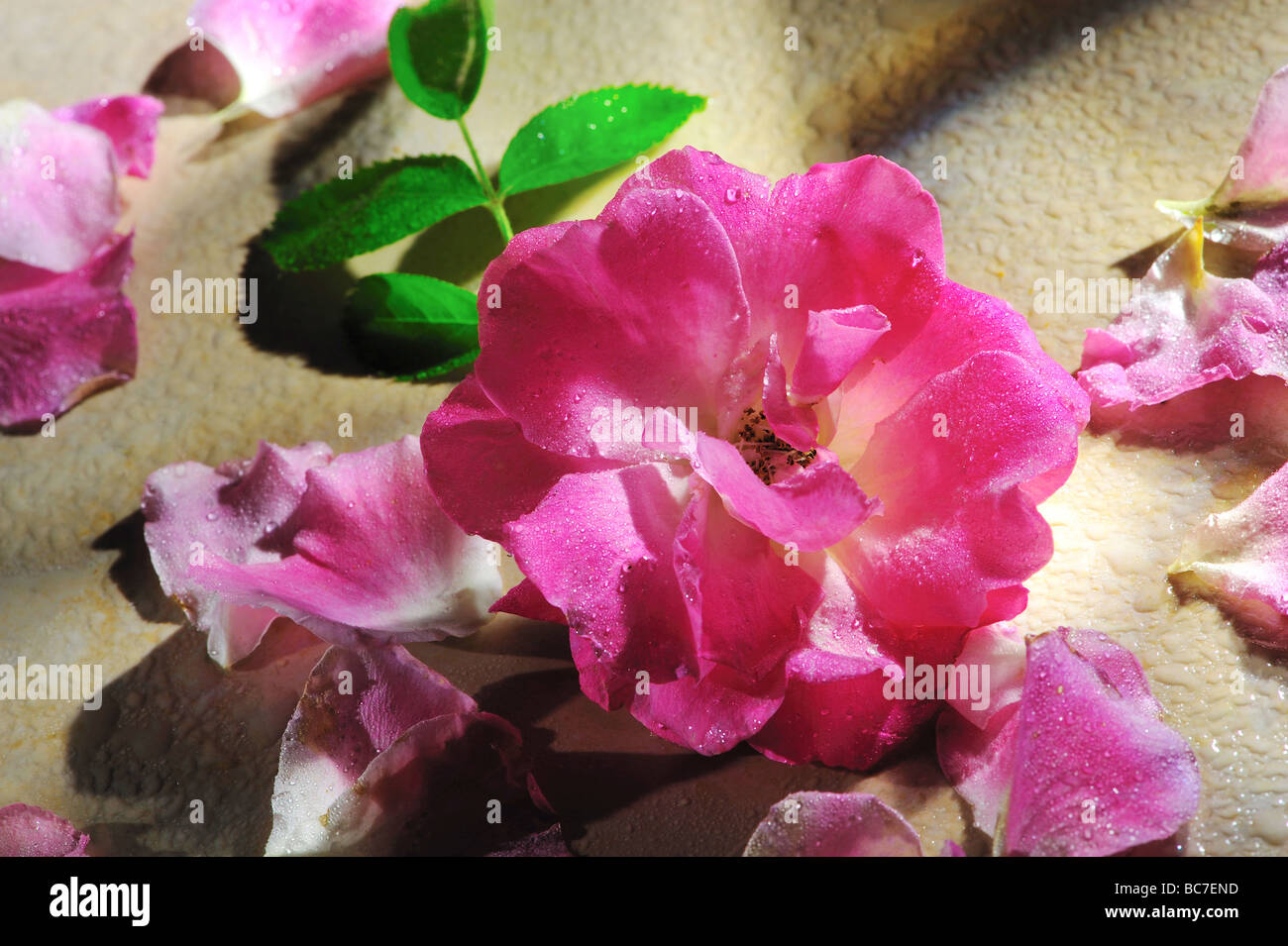 roses, Stil Life, art, design naturel, boquet frais, maison, style de vie, Banque D'Images