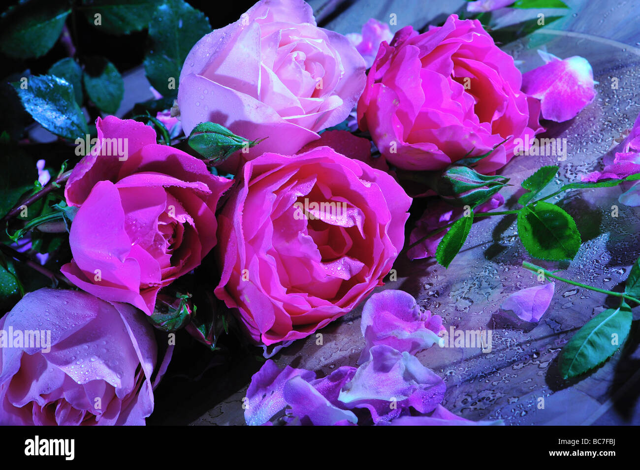 Roses, vie STIL, art, design naturel, boquet frais, maison, style de vie, élégance, floral, fleurs, parfum, parfumé, frais, fraîcheur, jardin, Banque D'Images