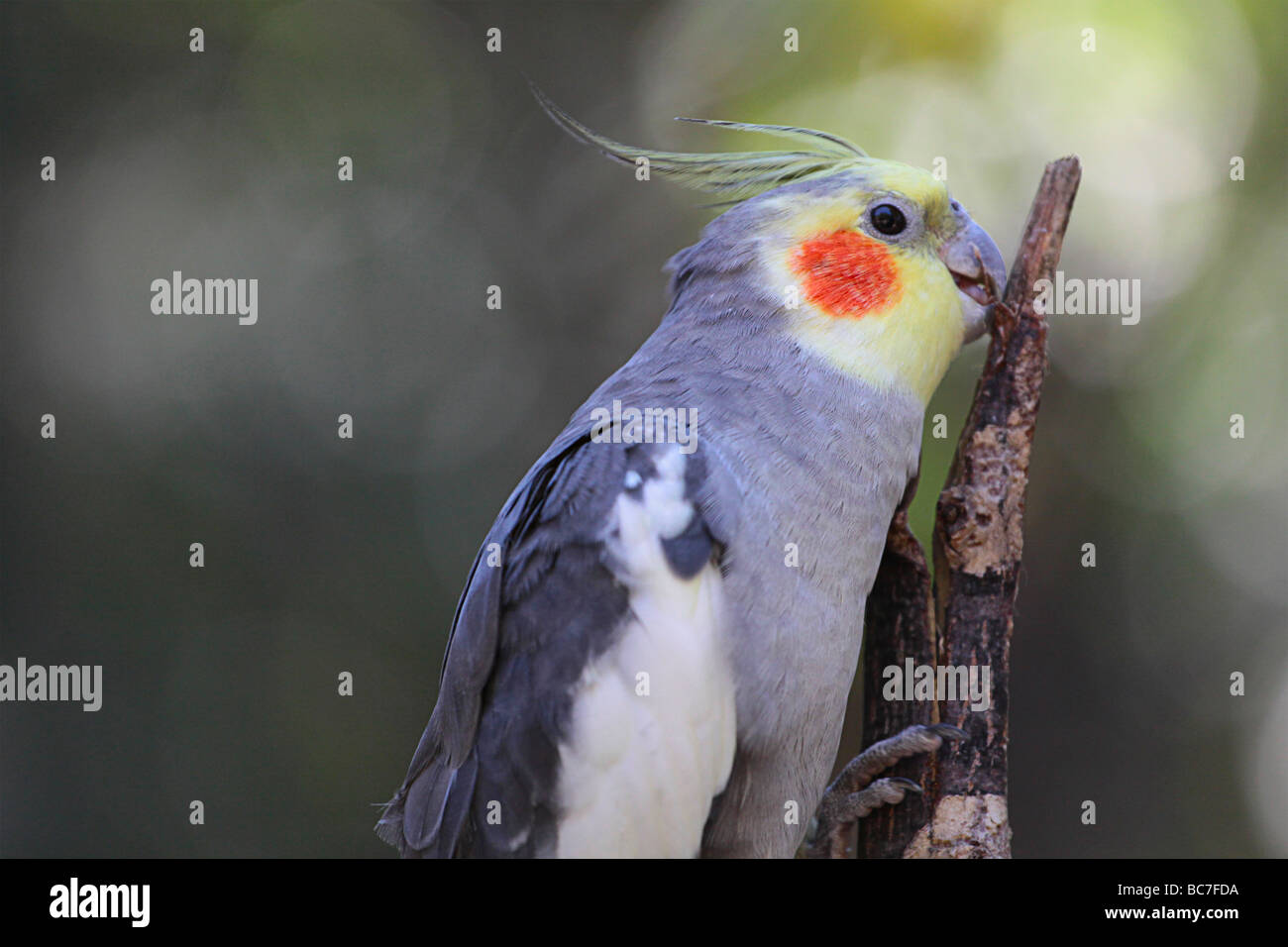 Colorful parrot manger un bug. Banque D'Images