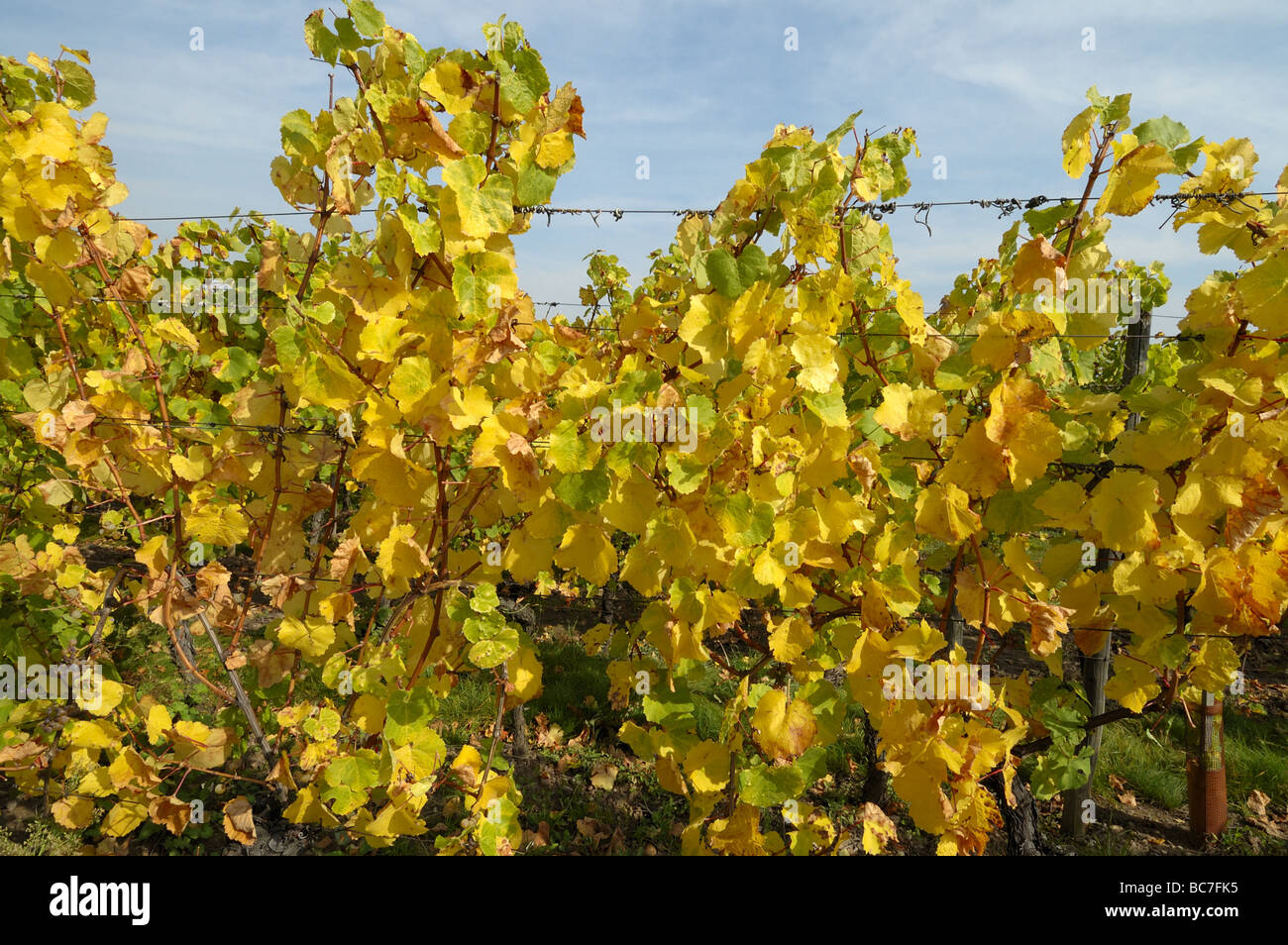 La vigne dans leurs couleurs d'automne Alsace France Banque D'Images
