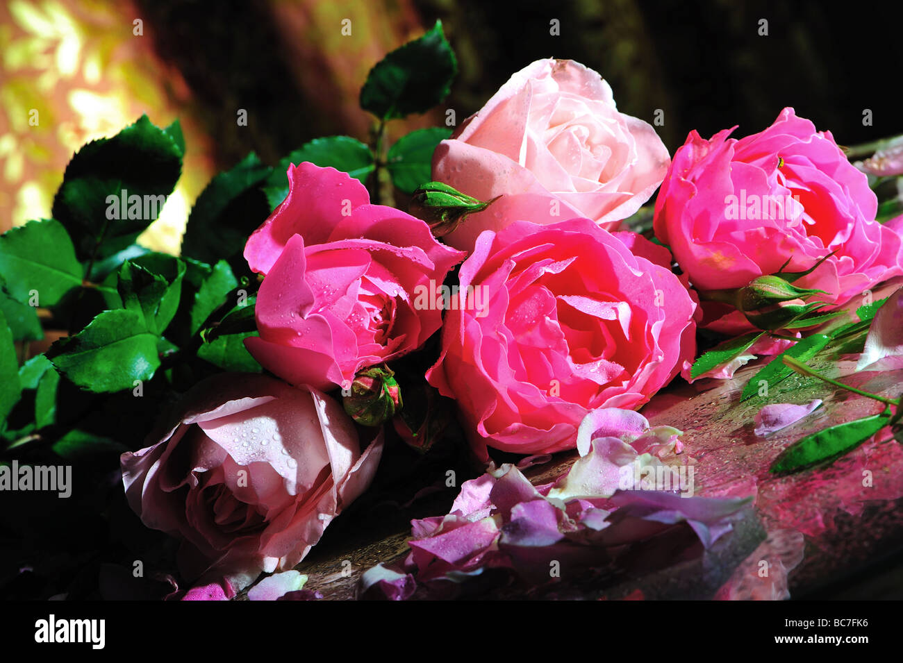 Roses, vie STIL, art, design naturel, boquet frais, maison, style de vie, élégance, floral, fleurs, parfum, parfumé, frais, fraîcheur, jardin, Banque D'Images