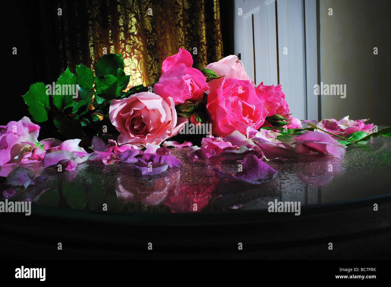 Roses, Stil Life, amour pour le jardinage, sanctuaires de jardin Banque D'Images