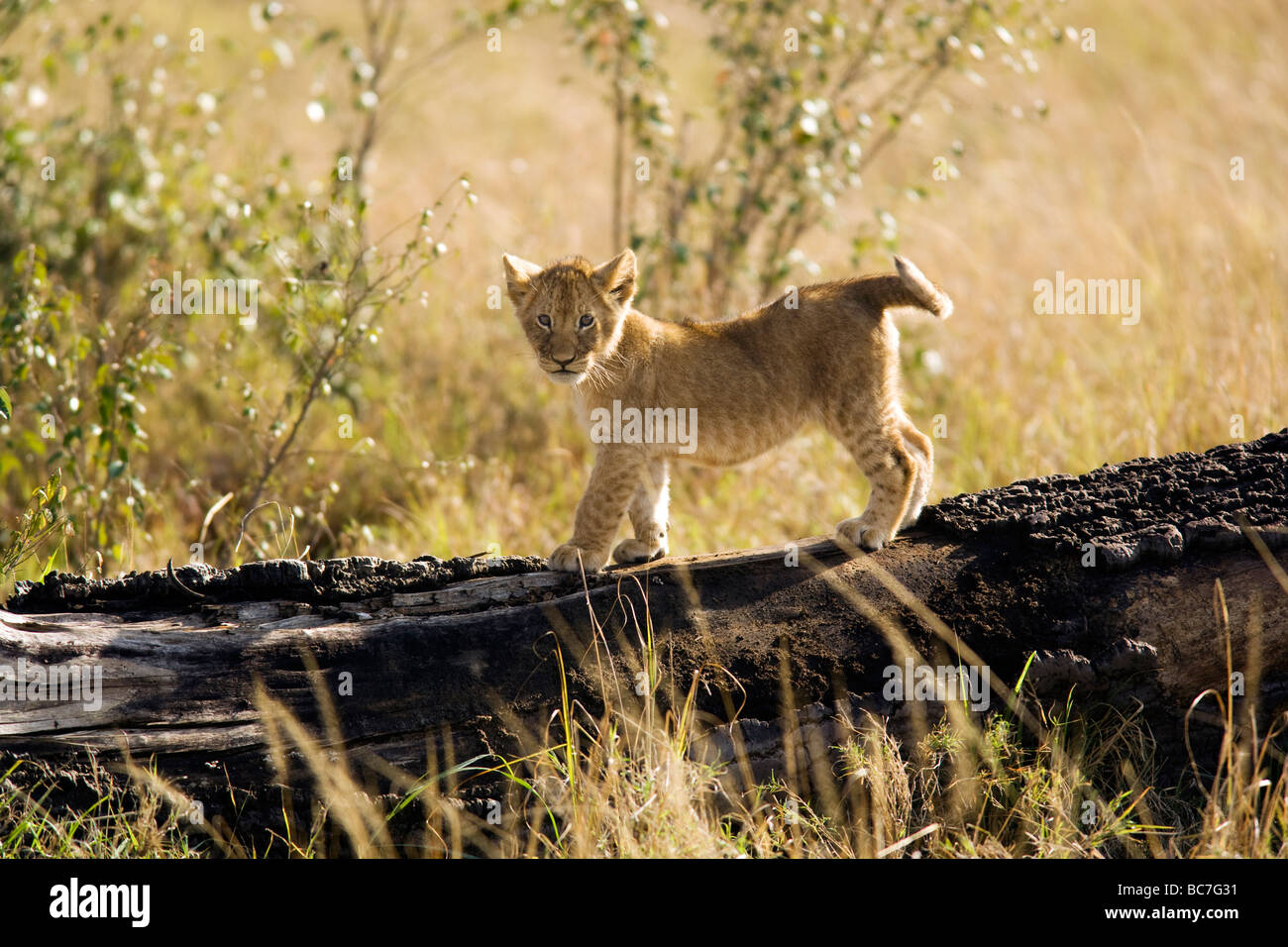 Lion cub - Masai Mara National Reserve, Kenya Banque D'Images