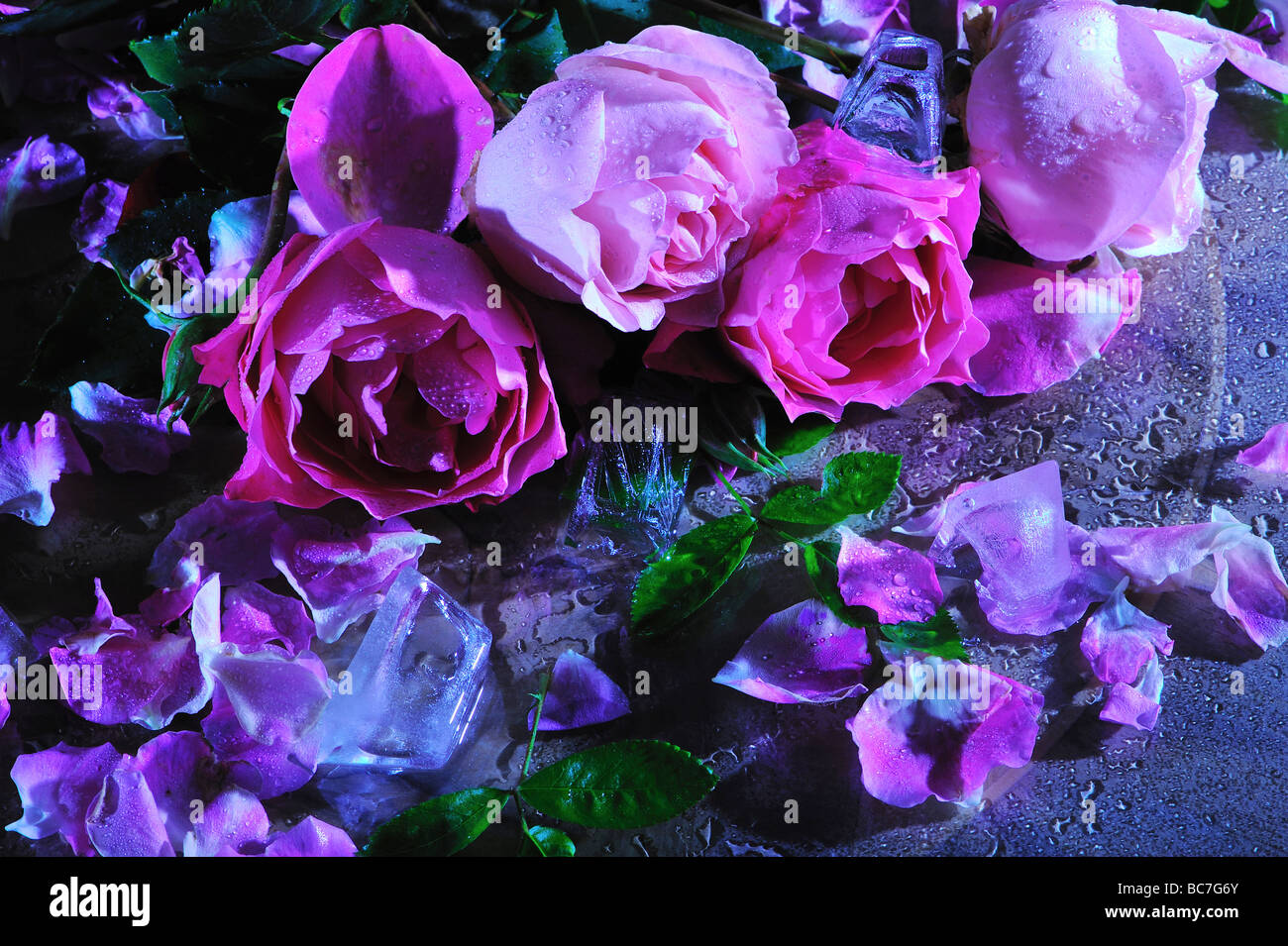 roses, vie de stil, art, design naturel, boquet frais, maison, art, design naturel, boquet frais, maison, style de vie, Banque D'Images