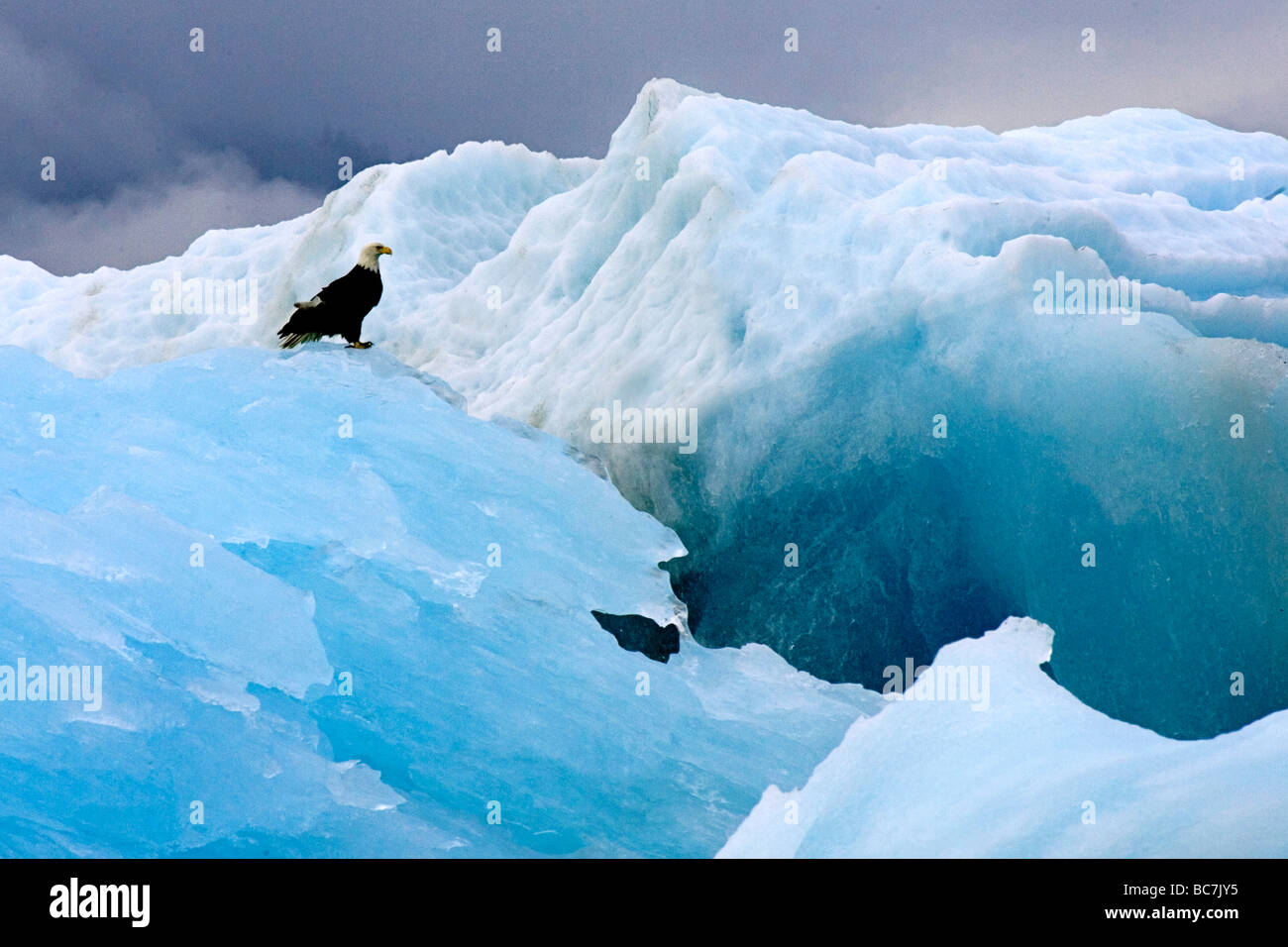 D'AMÉRIQUE, Ochotona, debout sur un iceberg. Connue sous le nom d'American Eagle, il a un statut d'icône en France. Banque D'Images