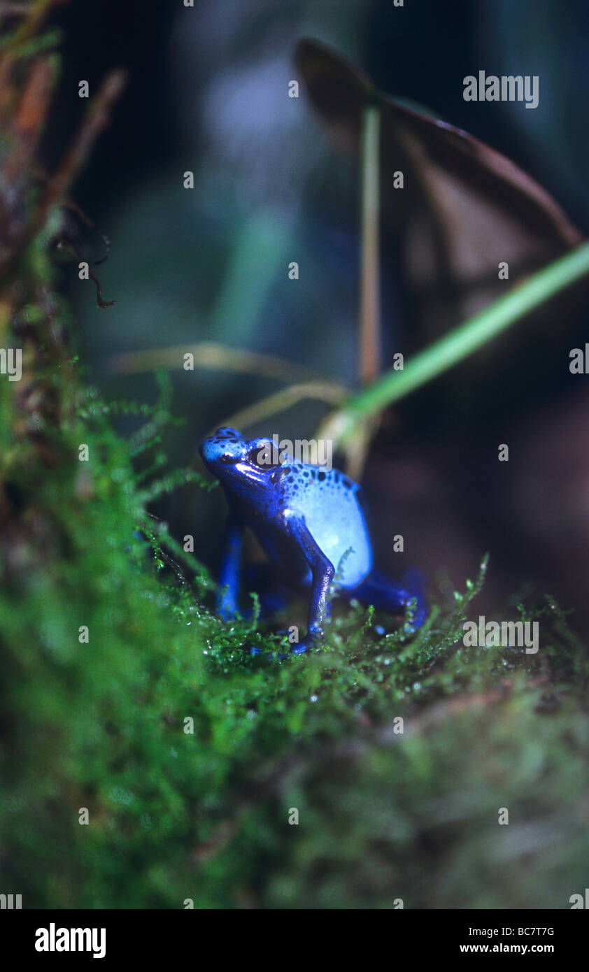 Bleu et Noir Poison Frog, Dendrobates azureus, en captivité. Aussi connu comme un Okopipi Banque D'Images