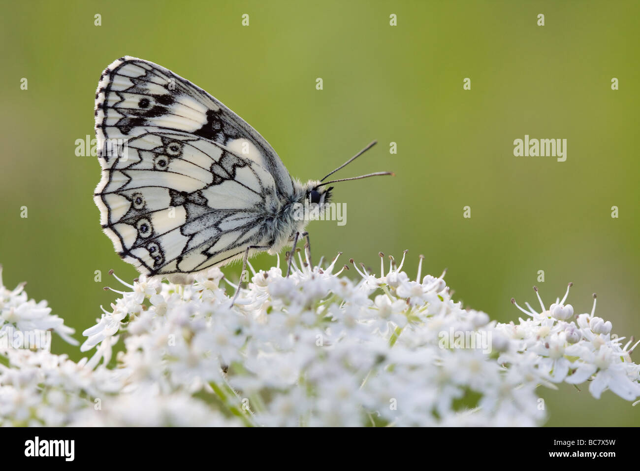 Melanargia galathea butterfly blanc marbré se percher sur umbellifer, Herefordshire, Angleterre. Banque D'Images