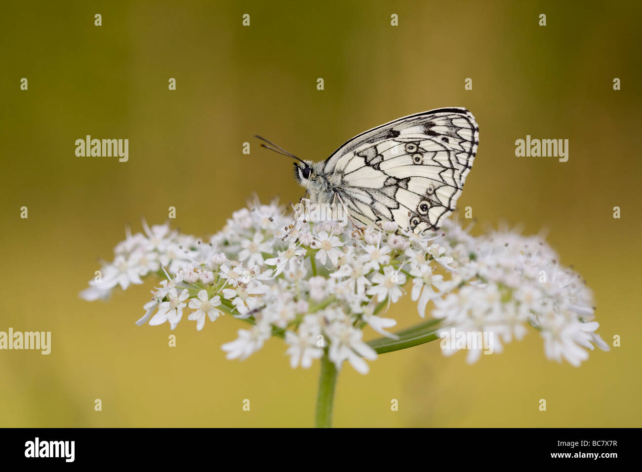 Melanargia galathea butterfly blanc marbré se percher sur umbellifer, Herefordshire, Angleterre. Banque D'Images