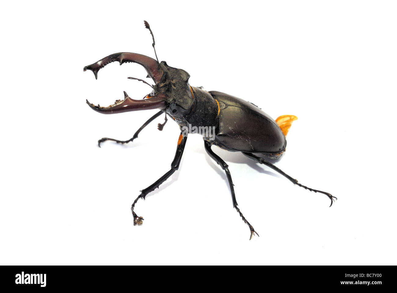 Stag beetle sur fond blanc Banque D'Images