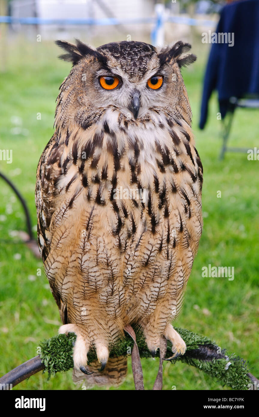 Grand captif Owl (Bubo bubo) sur une perche à un country fair Banque D'Images