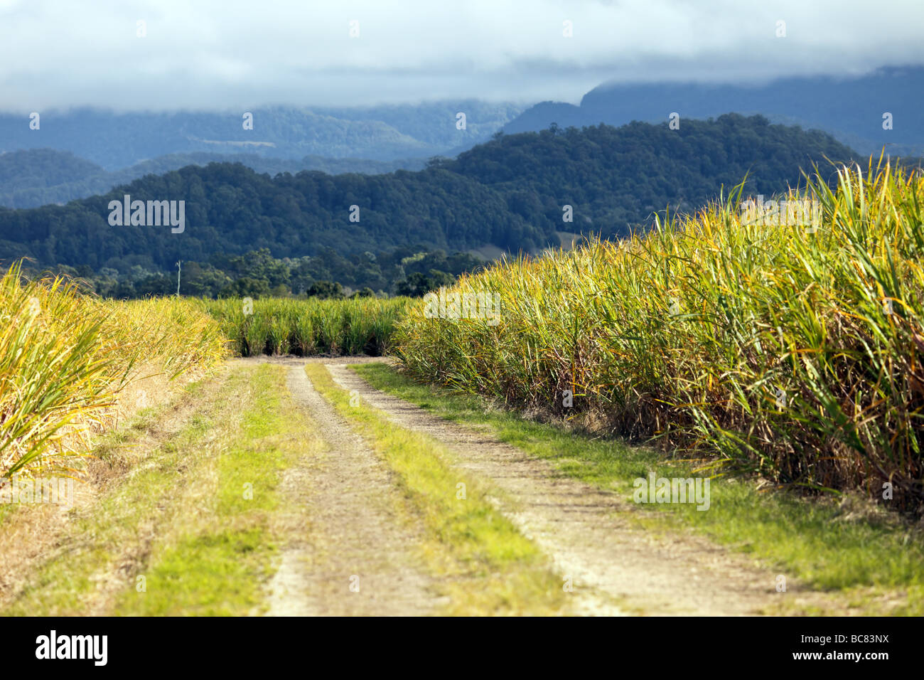 L'approche de la récolte de canne à sucre temps de récolte dans la Tweed Valley Banque D'Images