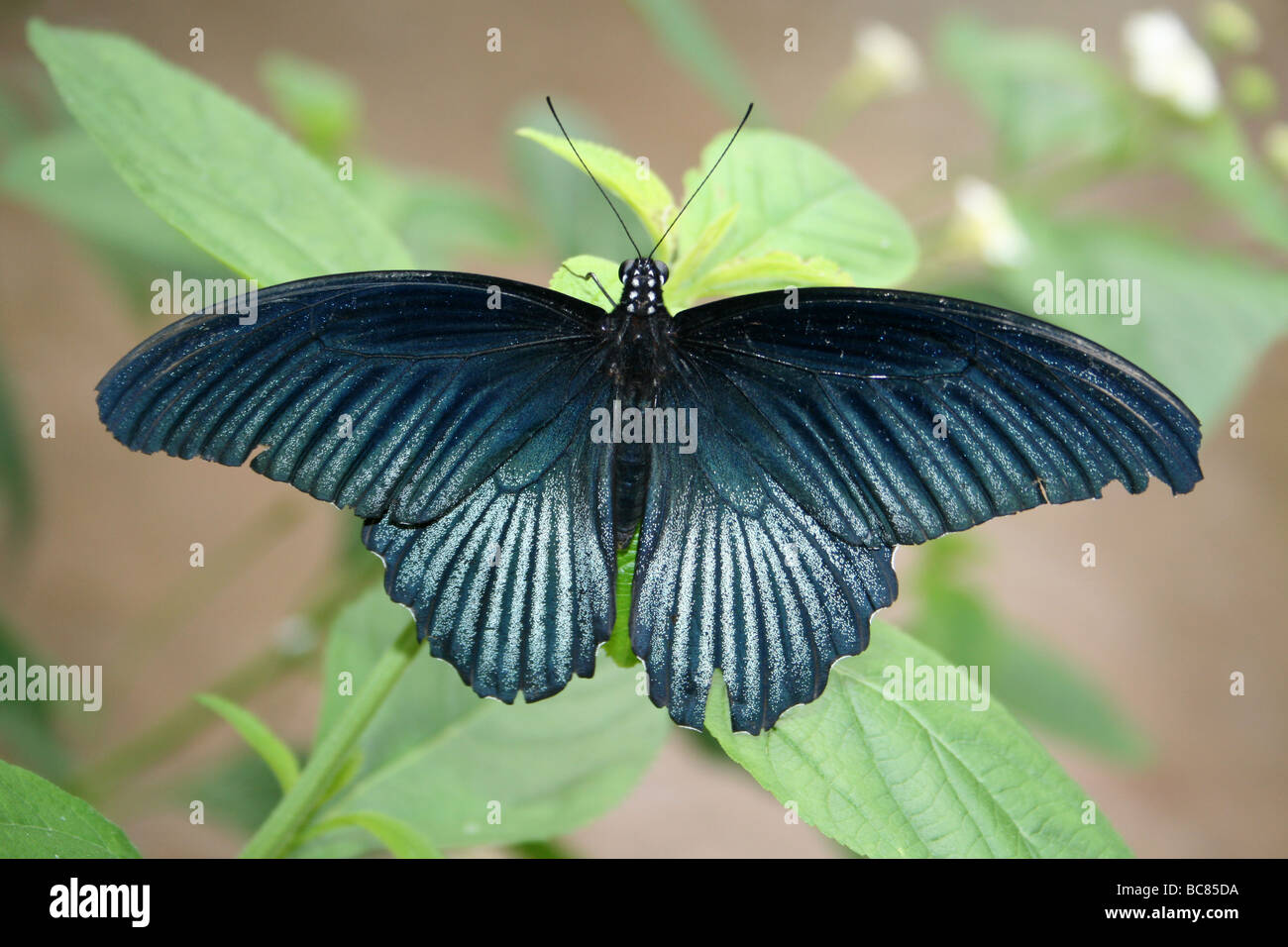 Grand Mormon Papilio memnon Butterfly prise au Zoo de Chester, England, UK Banque D'Images