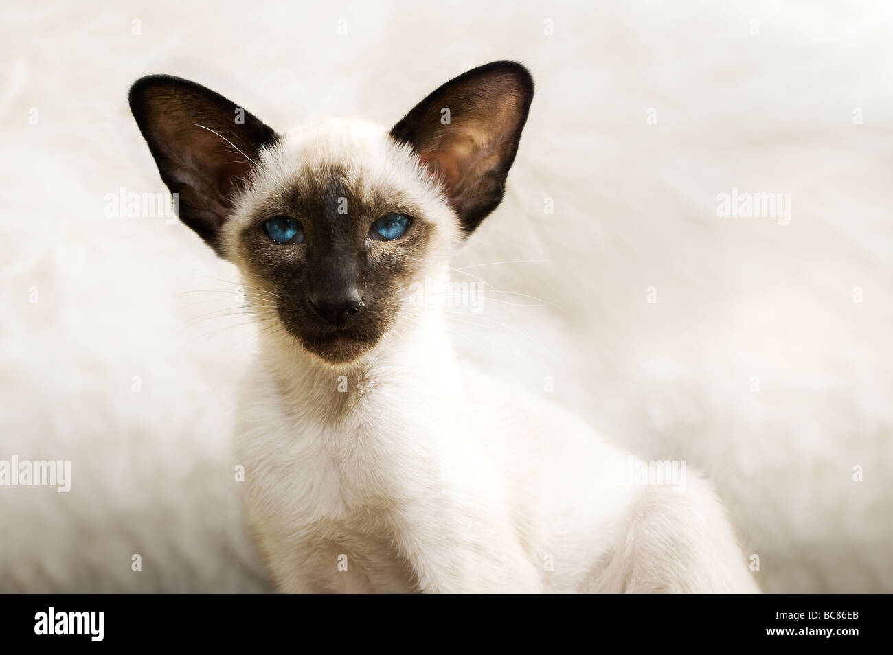 Portrait d'un magnifique chaton siamois Banque D'Images