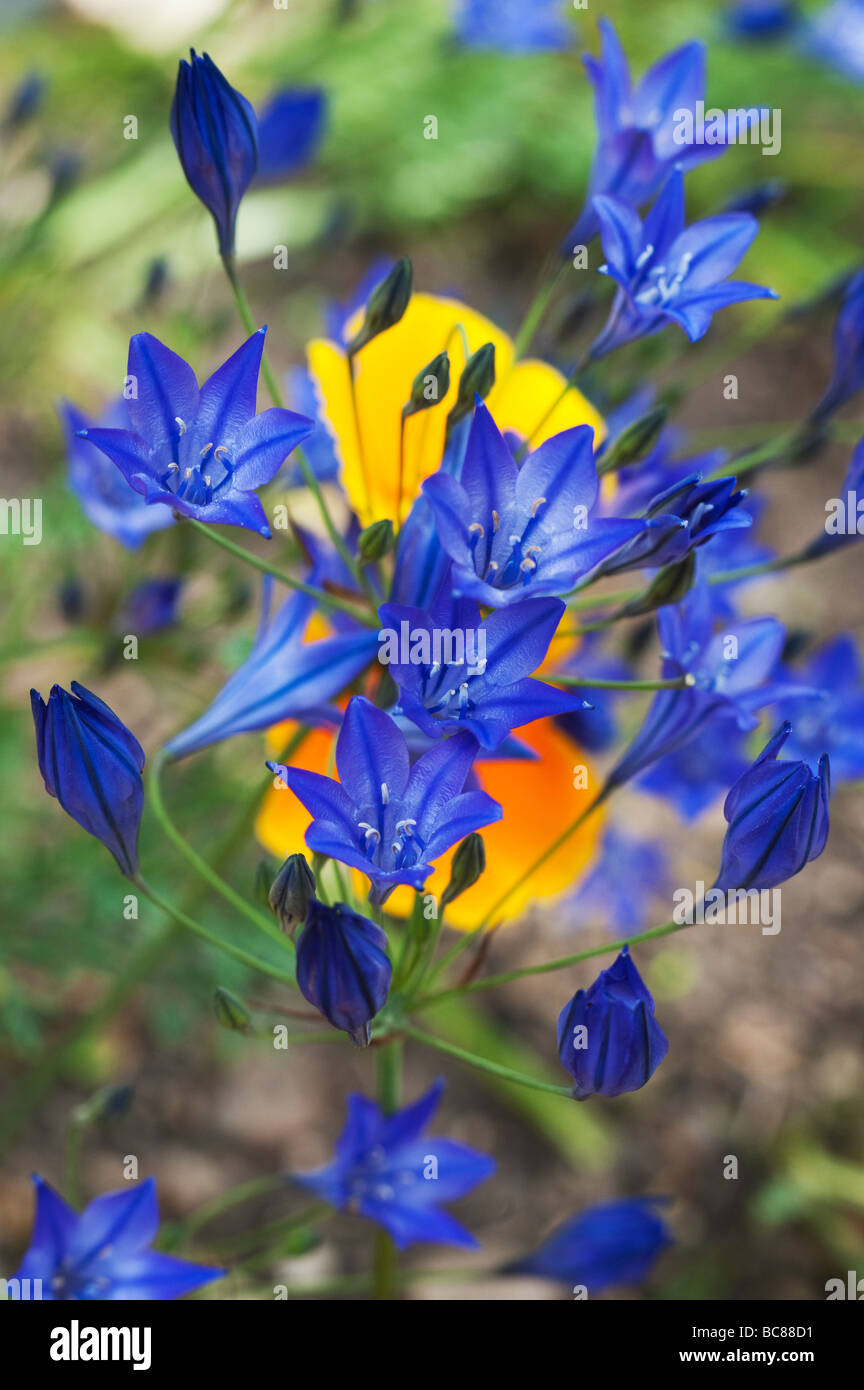 Le Triteleia laxa. Lily / Lthuriels triplet lance des fleurs plantées dans califorian entre les coquelicots à Ryton Organic Centre. L'Angleterre Banque D'Images