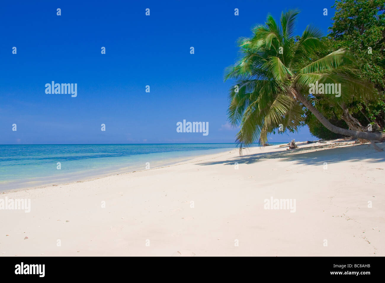 Plage de sable blanc déserte bordée de palmiers sur Pulau Sipadan. Banque D'Images