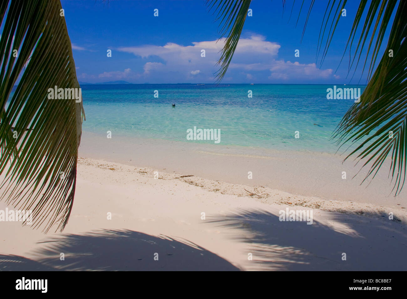 Plage de sable blanc déserte bordée de palmiers sur Pulau Sipadan. Banque D'Images