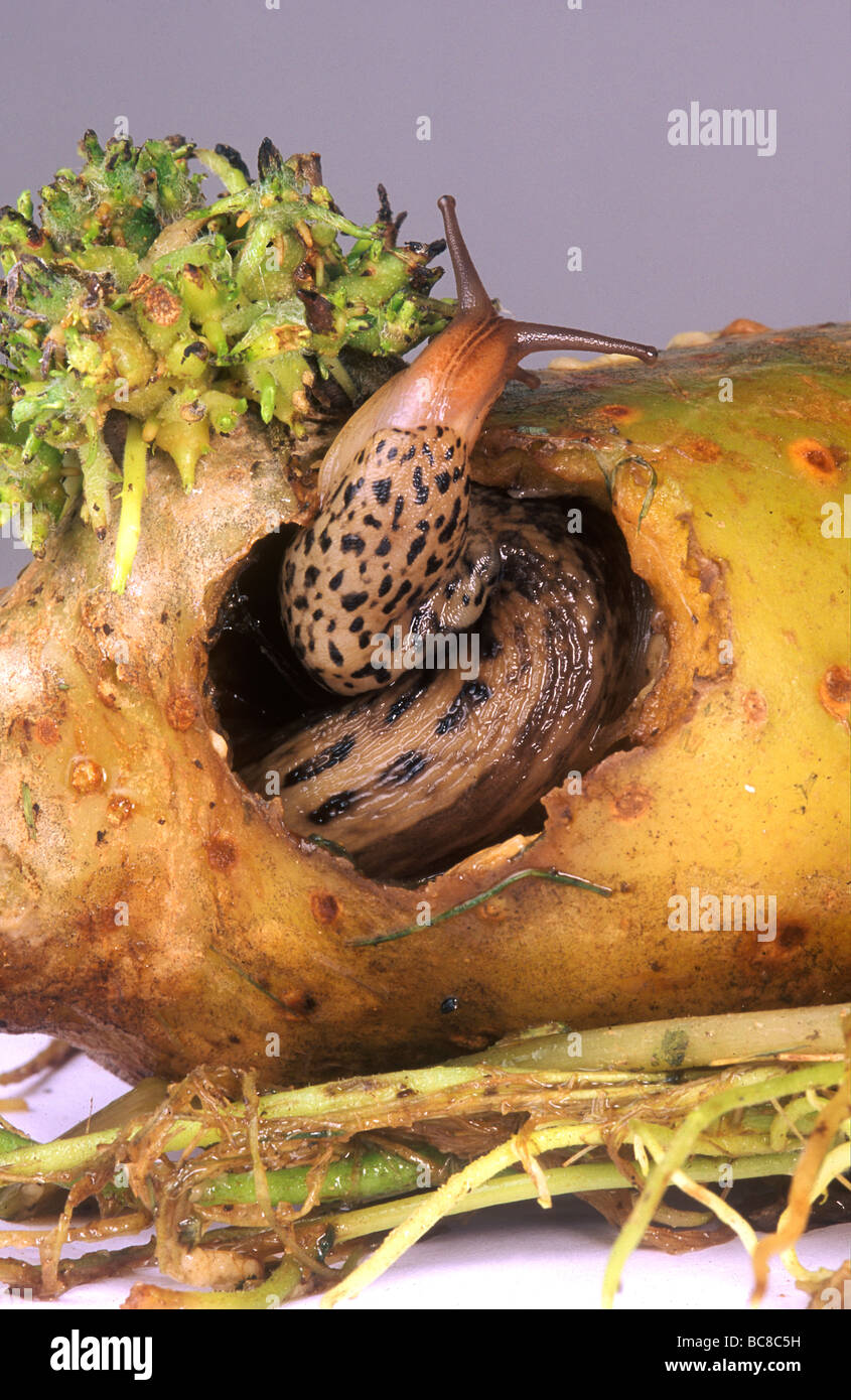 Limace léopard Limax maximus, qui se nourrissent d'une pomme de terre Banque D'Images