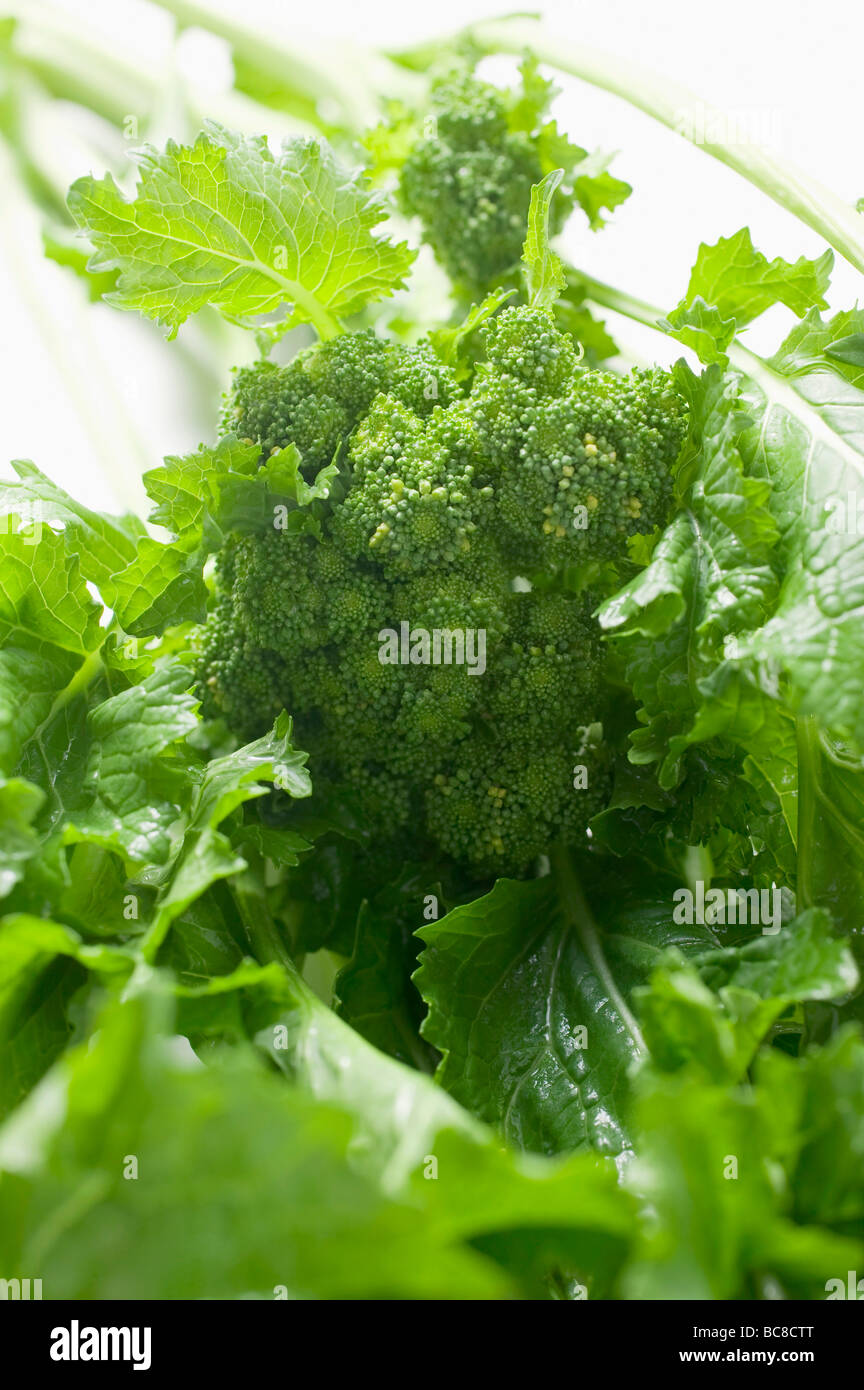 Fresh broccoli rabe (détail) - Banque D'Images