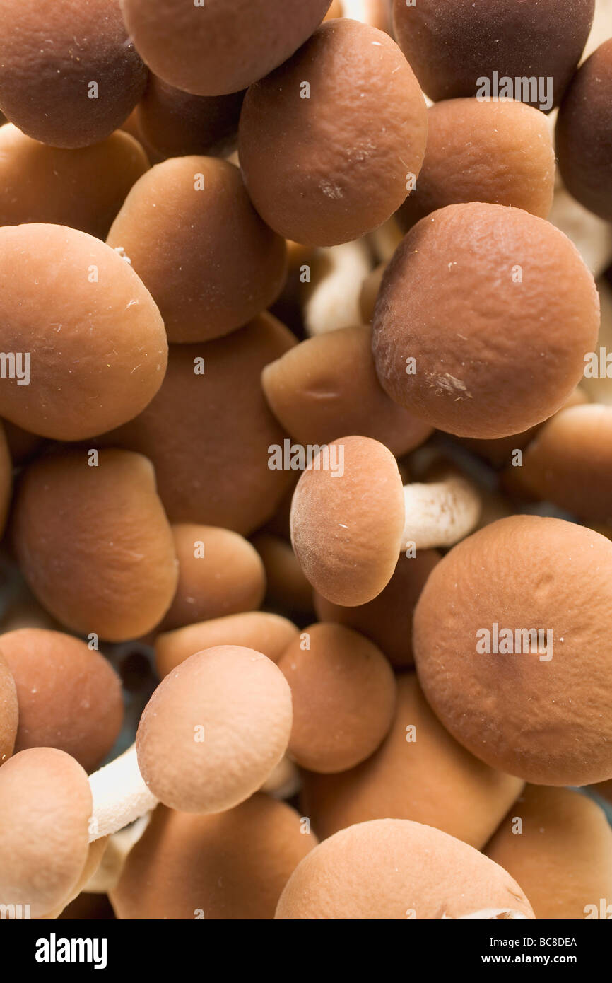 Les champignons de France (Pioppini full-frame) - Banque D'Images