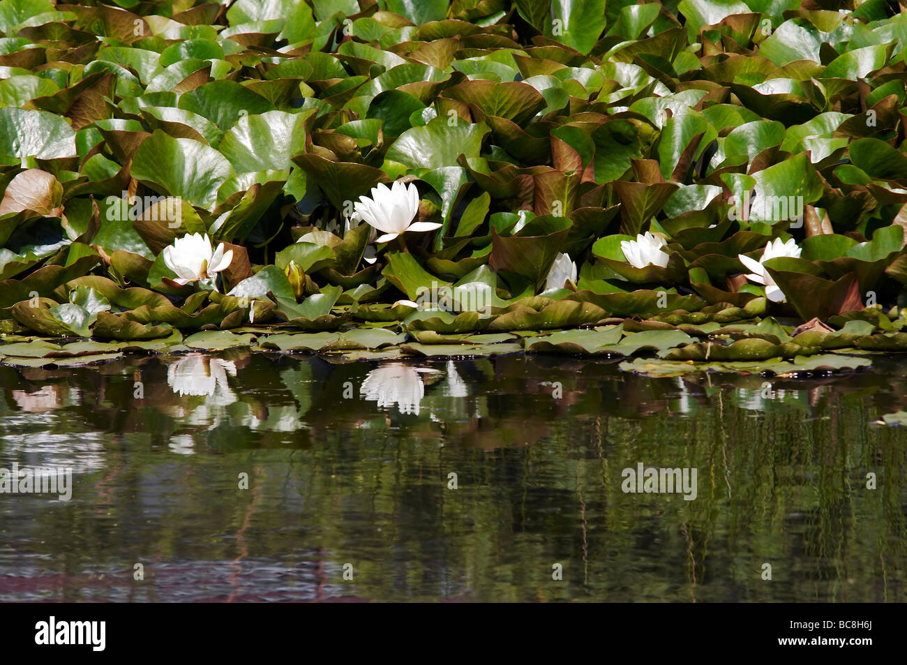 Photo de l'white water lily sur l'eau Banque D'Images