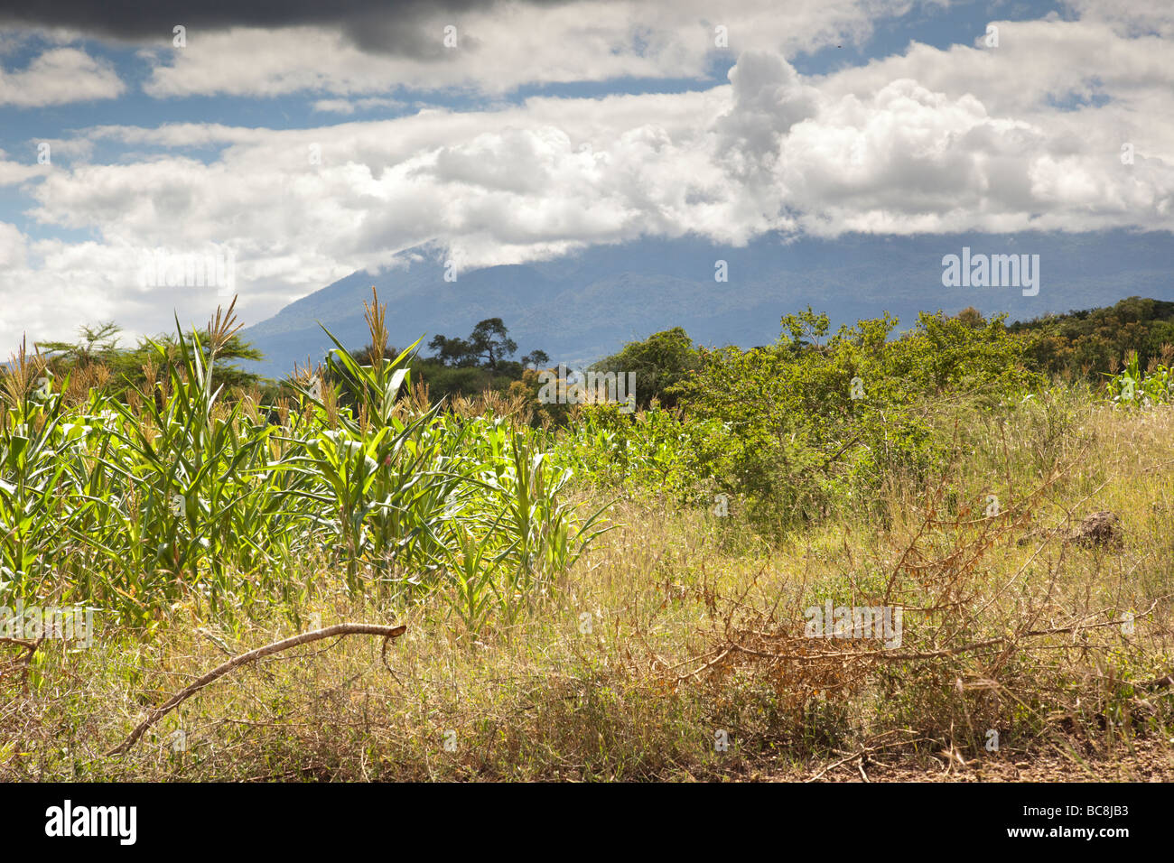 Champ de maïs avec le Mont Meru en arrière-plan. Kikwe District Arumeru Village Arusha Tanzania Banque D'Images