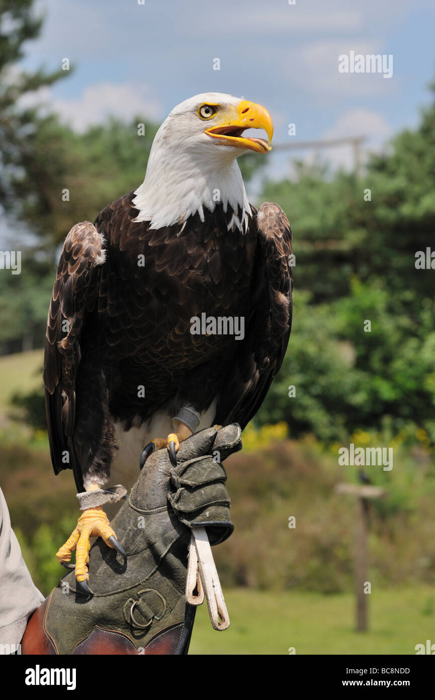 American Bald Eagle sur le gant d'un falconer Banque D'Images